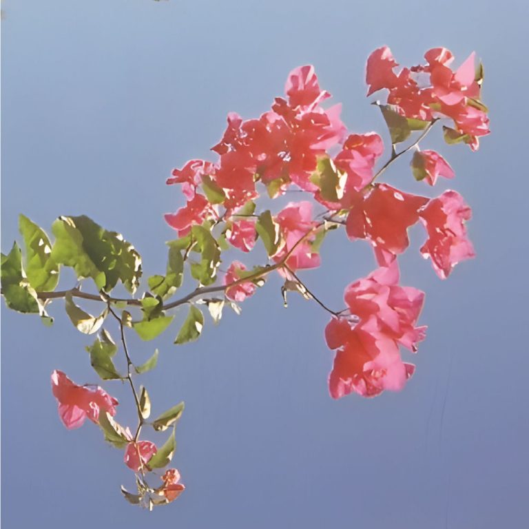 Portada de «Redleaf», d'Hilary Geddes