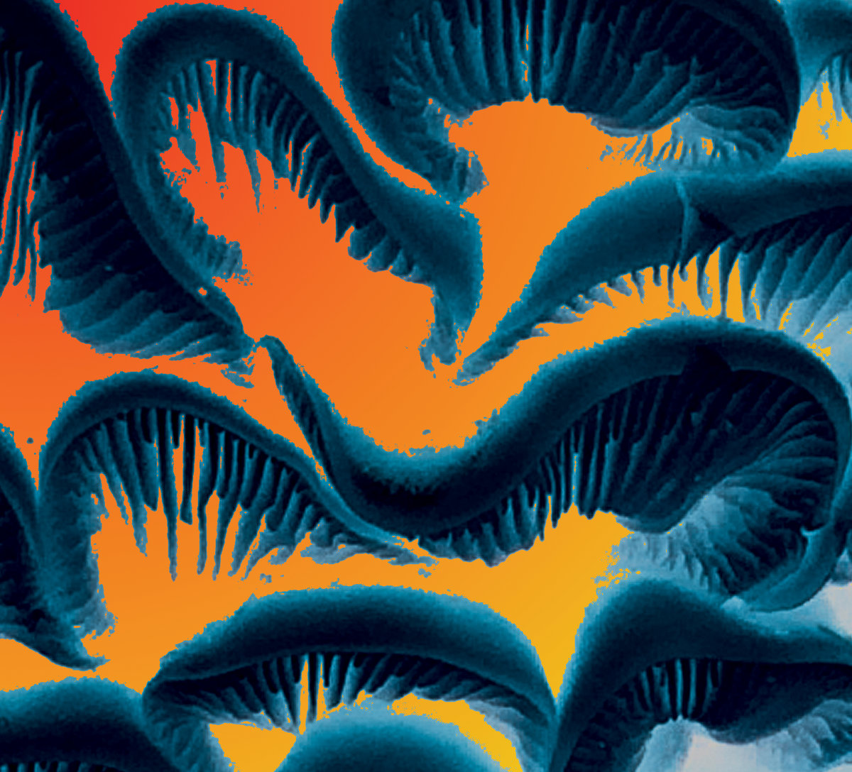 Portada de «Parallax», de Madam Orange